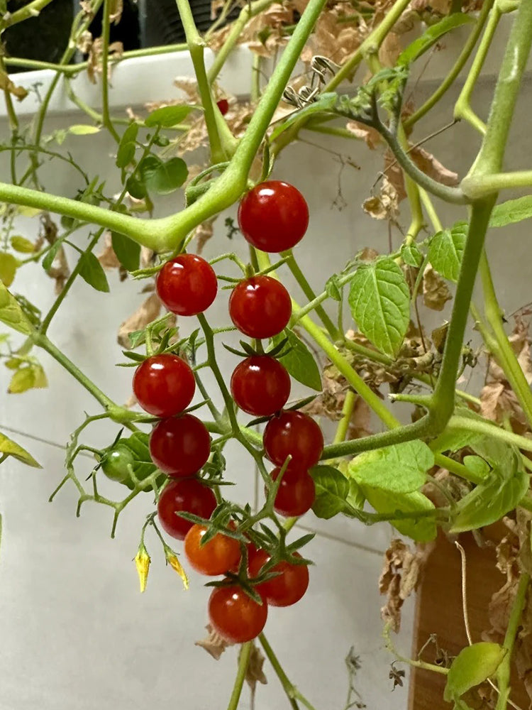Red Currant Tomato
