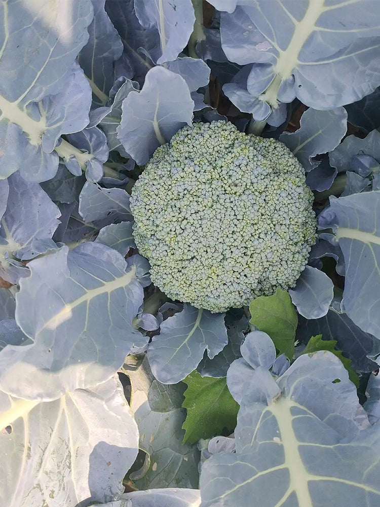 Japanese Broccoli (Brassica oleracea var. italica)