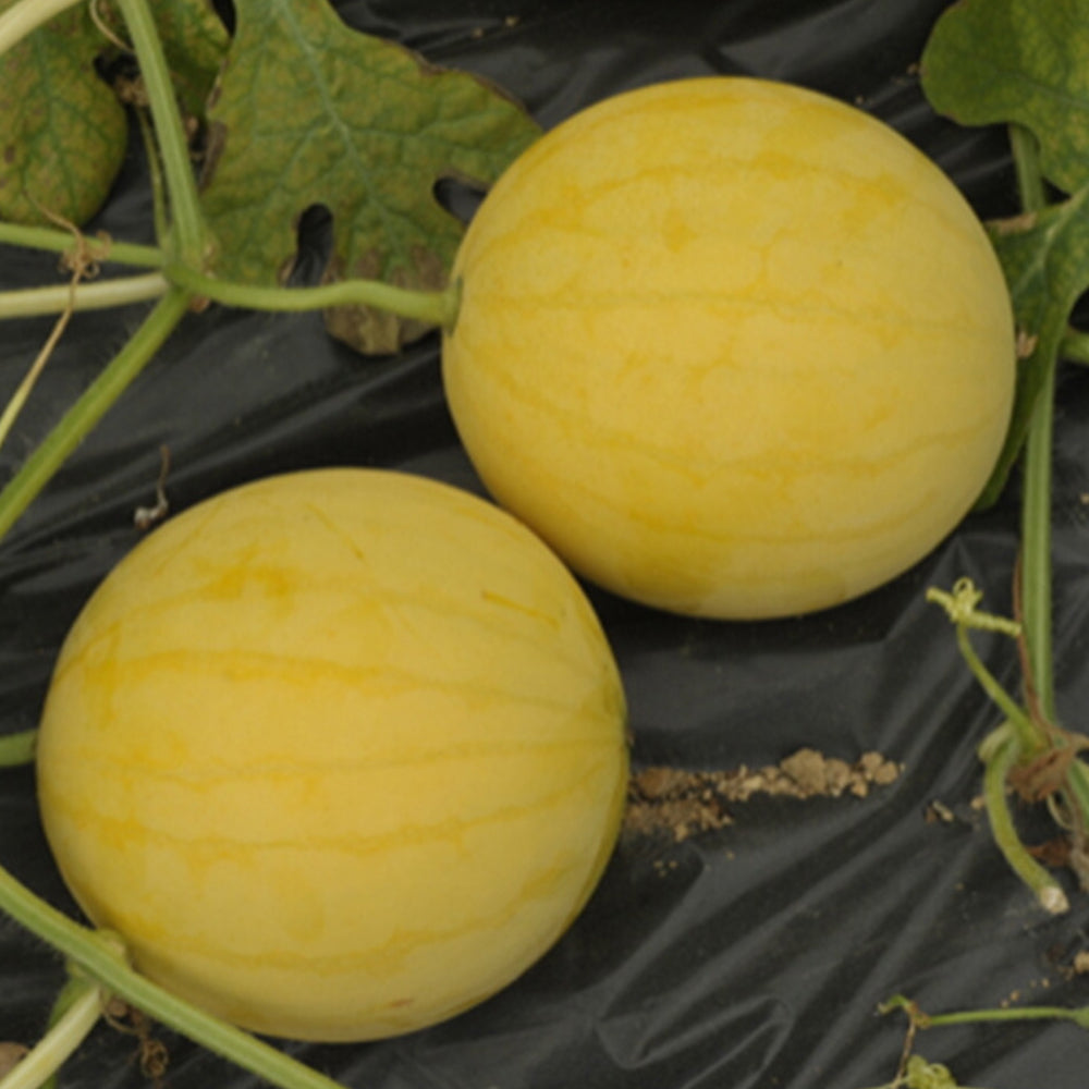 5 Bags (20 Seeds / Bag) of 'Golden Baby' Watermelon Seeds