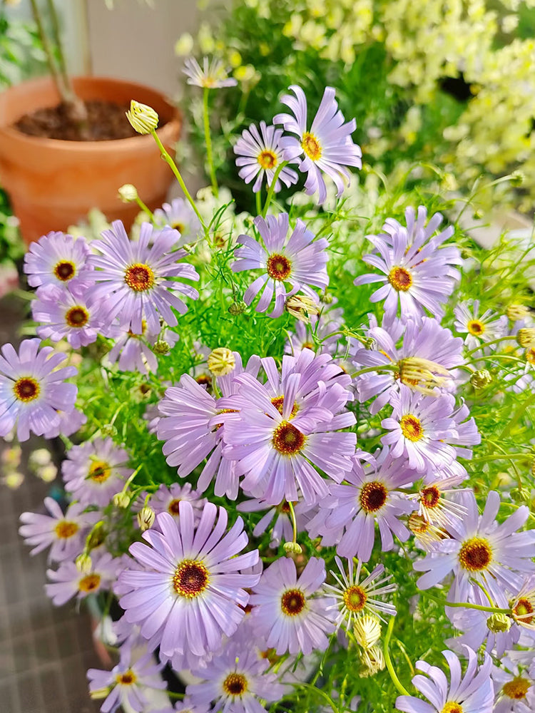 Blue Swan River Daisy