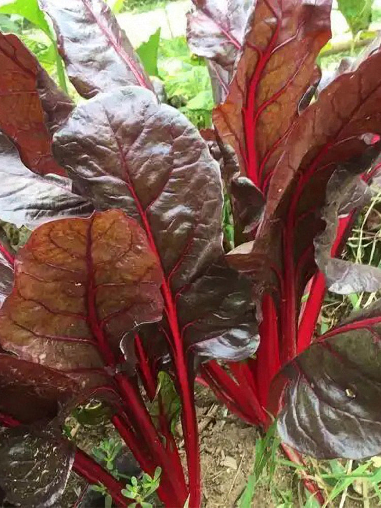 Red-Leaf Chard