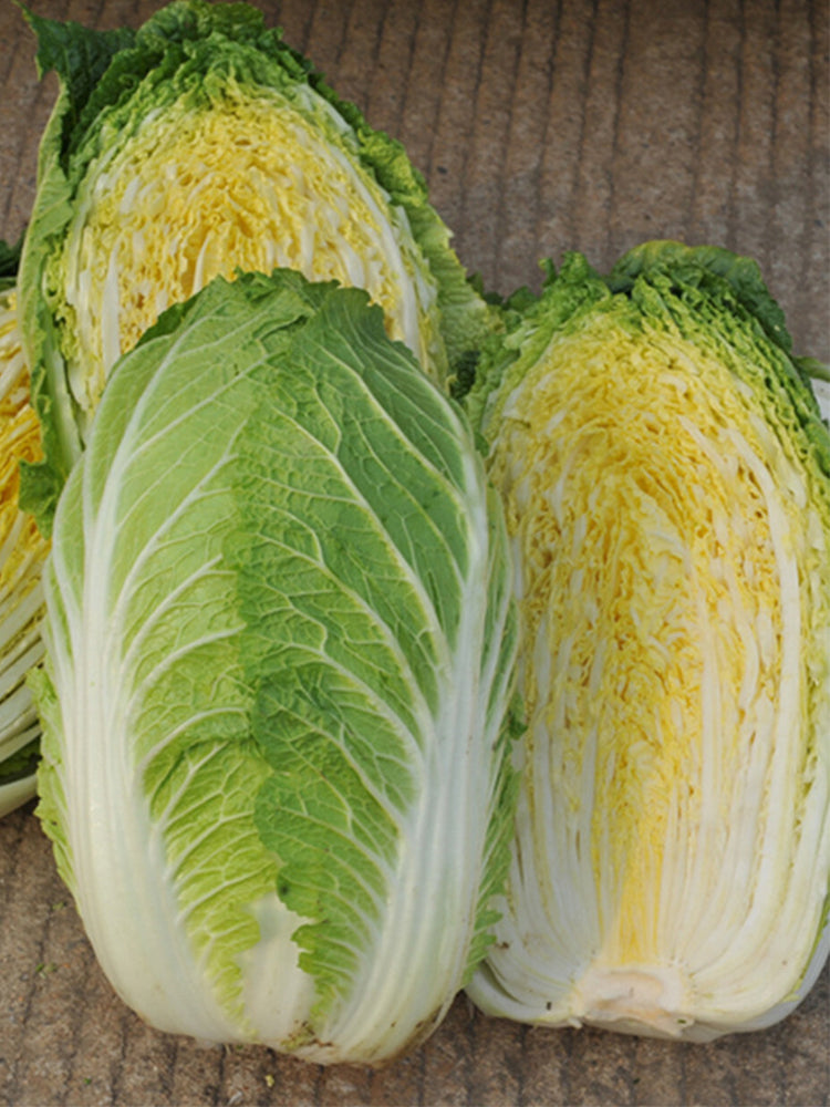 Golden Phoenix Chinese Cabbage