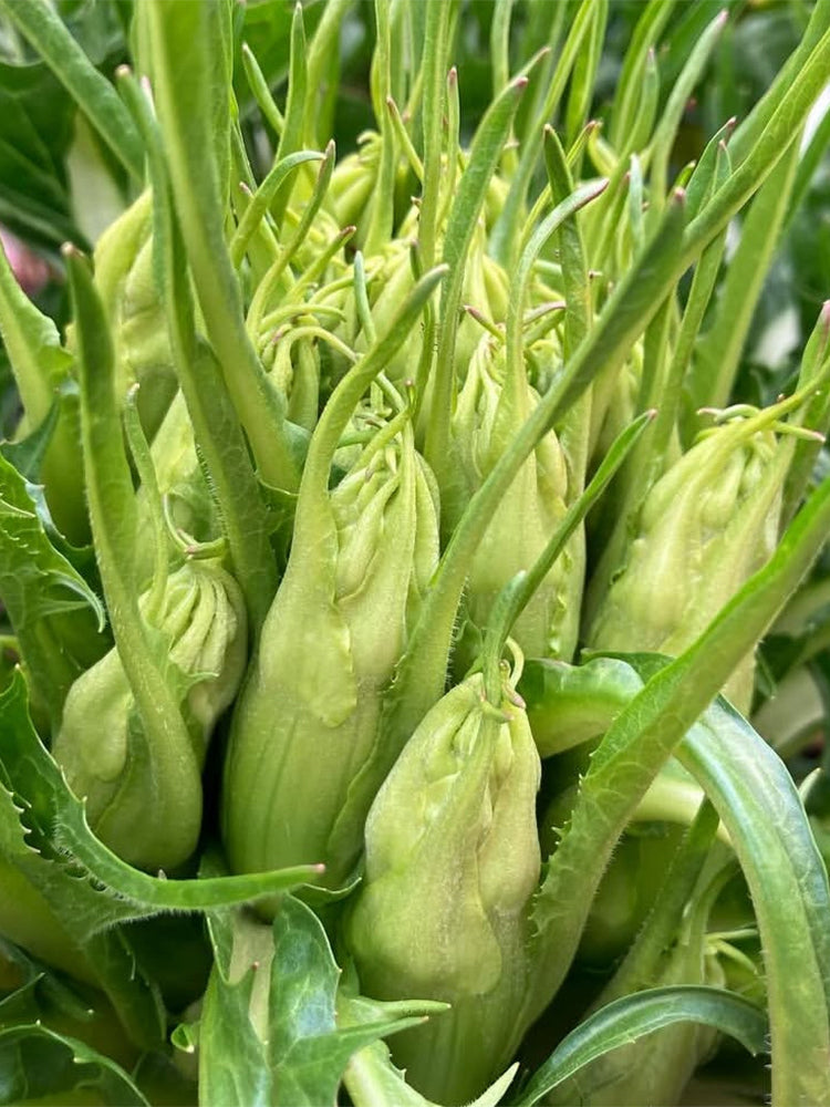 Puntarelle Chicory