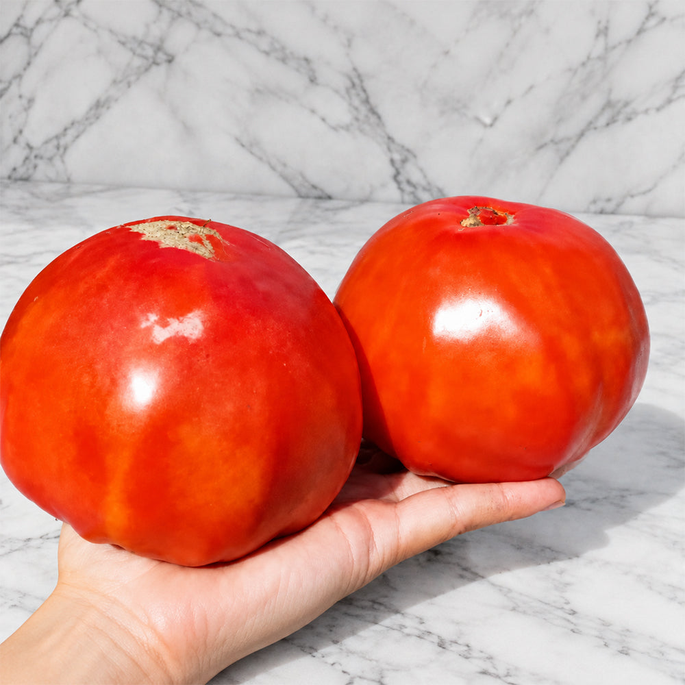 1160 Sveta from Italy Red Tomato
