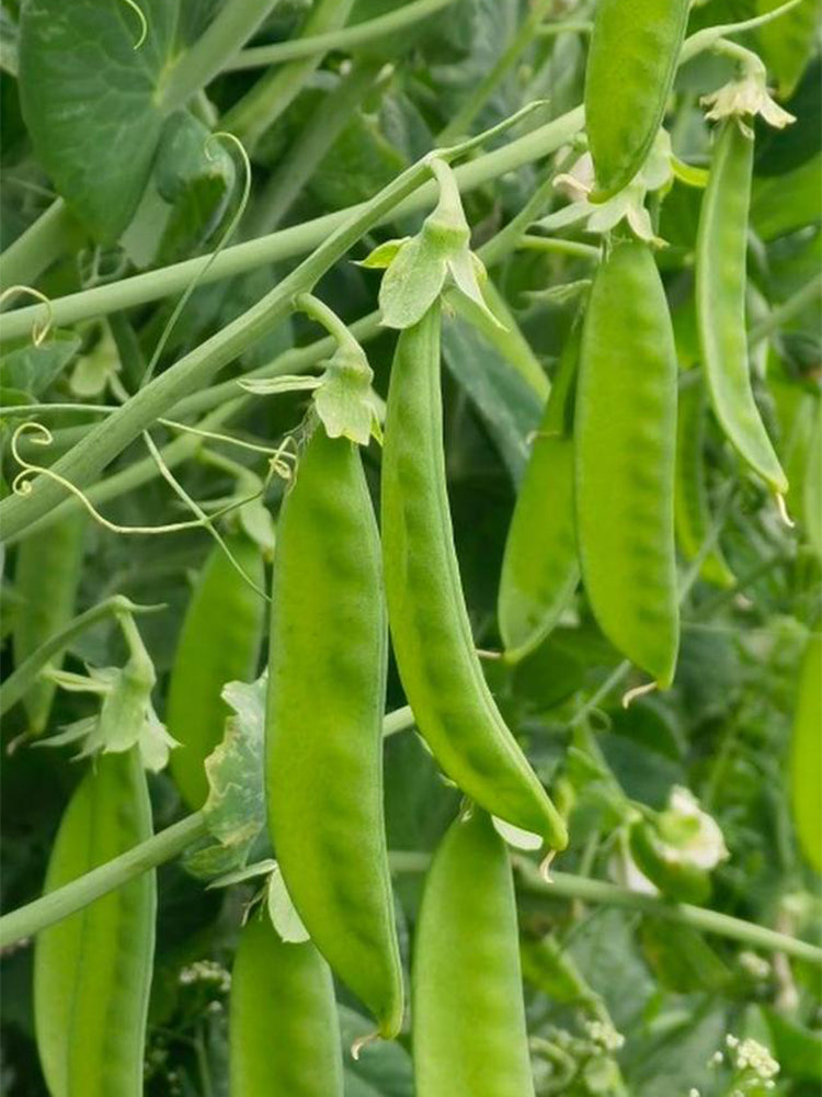 Large-Pod Snow Pea