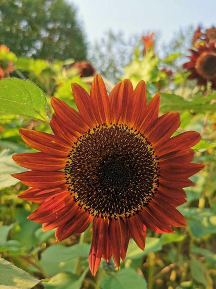 HEL23 Sunflower