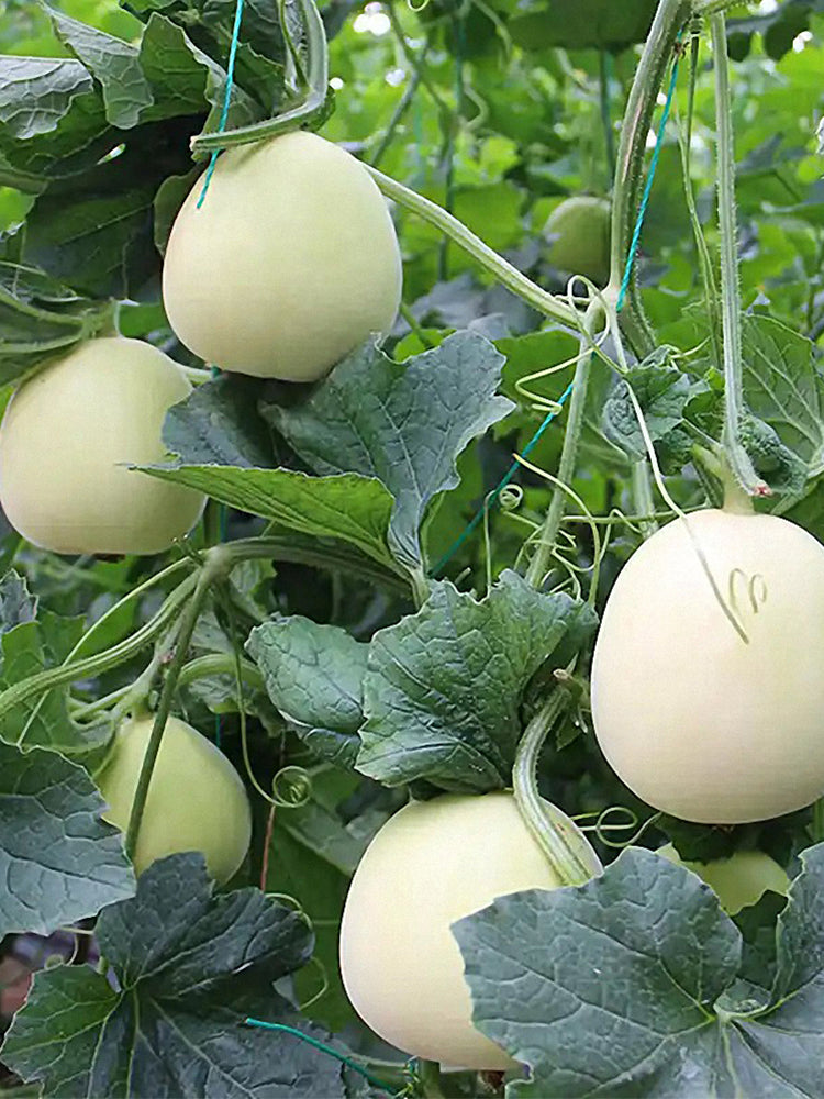 White Honey Jar Melon Hybrid