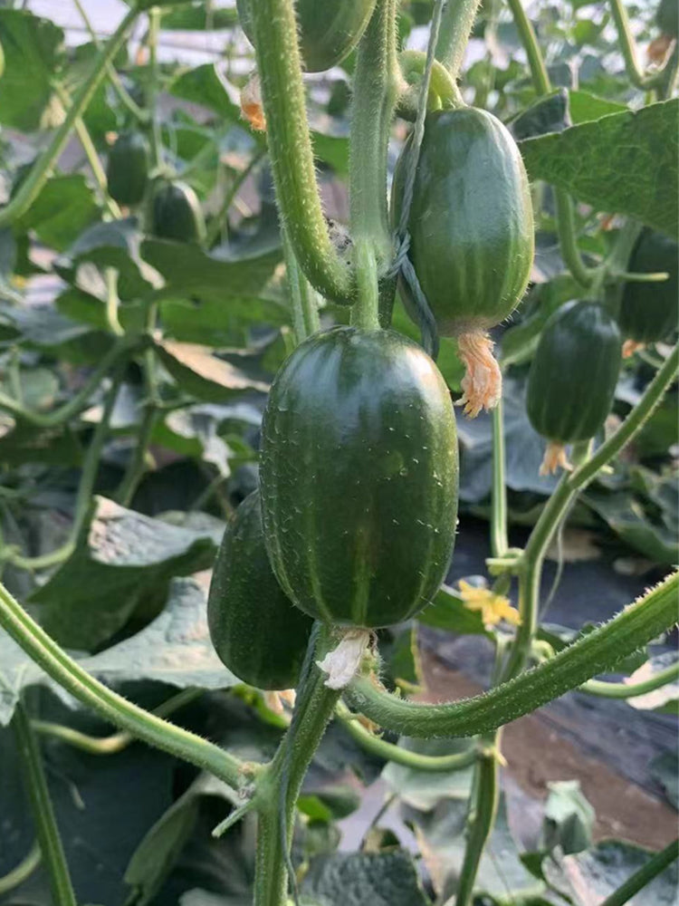 'Golden Boy' Cucumber F1