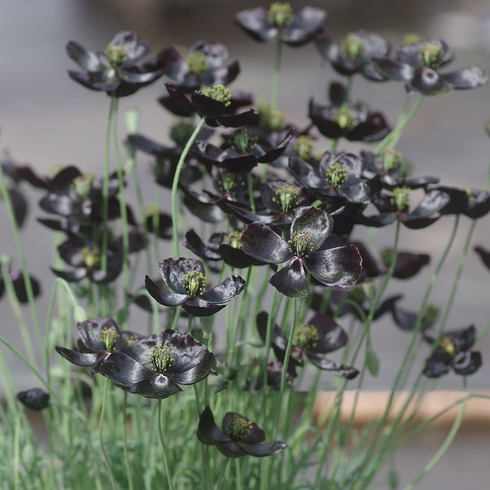 50 Seeds of Corn Poppy ‘Black Magic’