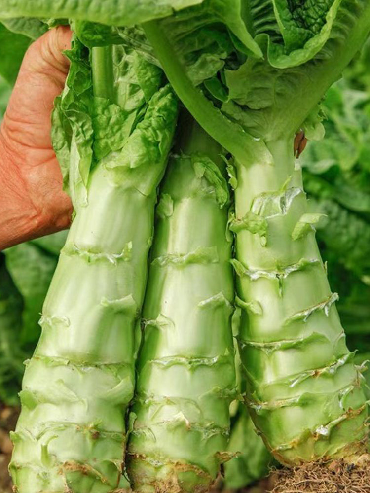 Erbai Pi Stems Lettuce