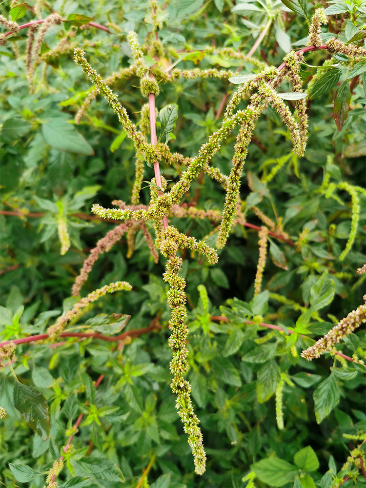 Spiny Amaranth (Amaranthus spinosus)
