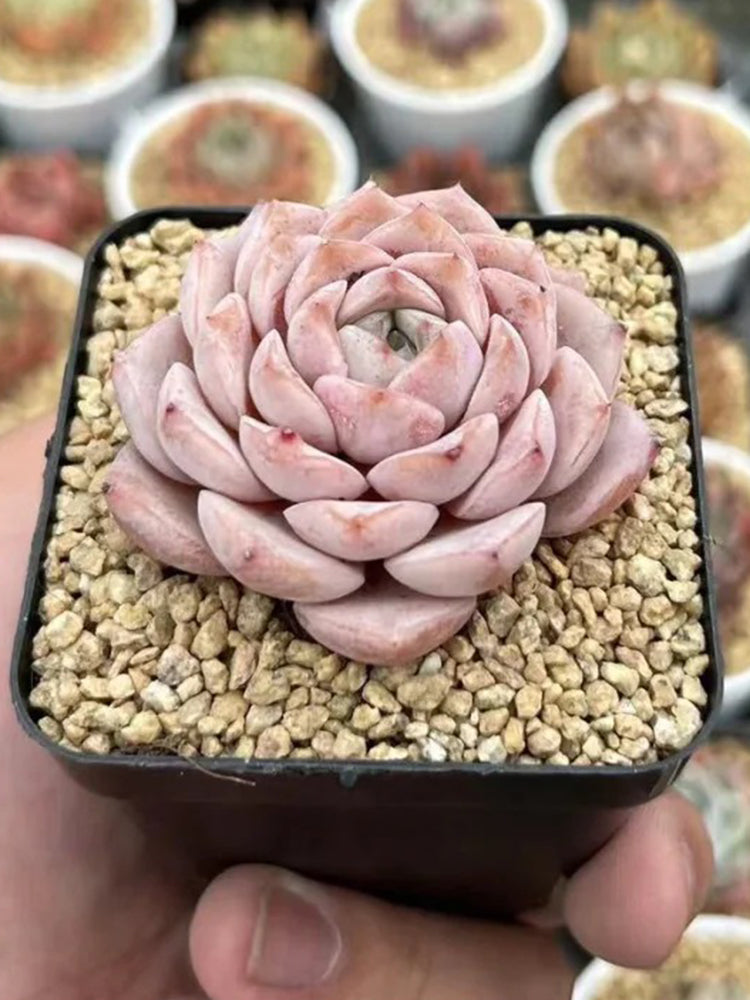 Echeveria 'Grace'