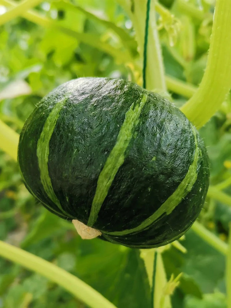 'Mo Yu Bei Bei' F1 Pumpkin