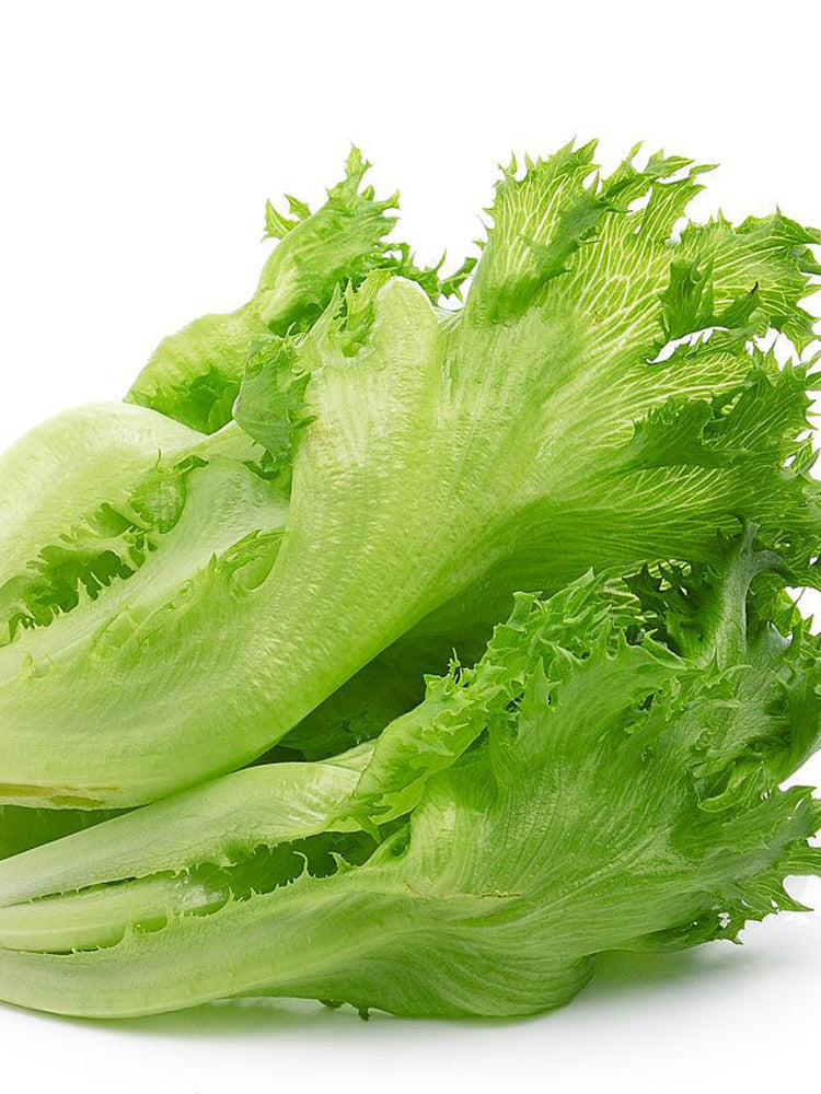 Chrysanthemum Salad Lettuce
