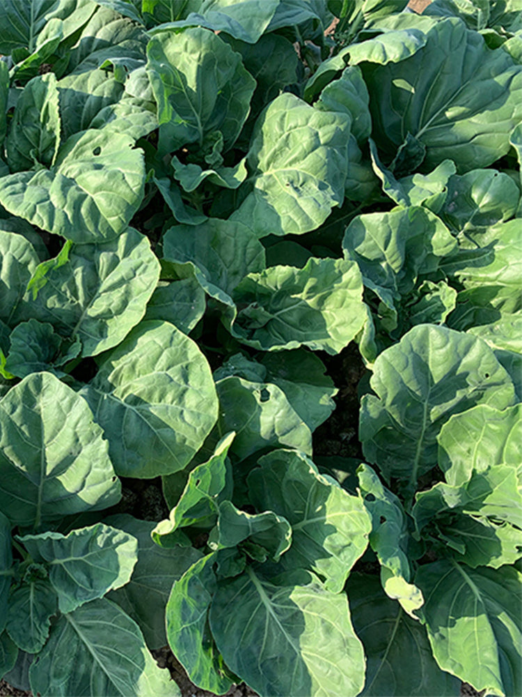 Sweet-Crispy 'Zhouye' Chinese Kale