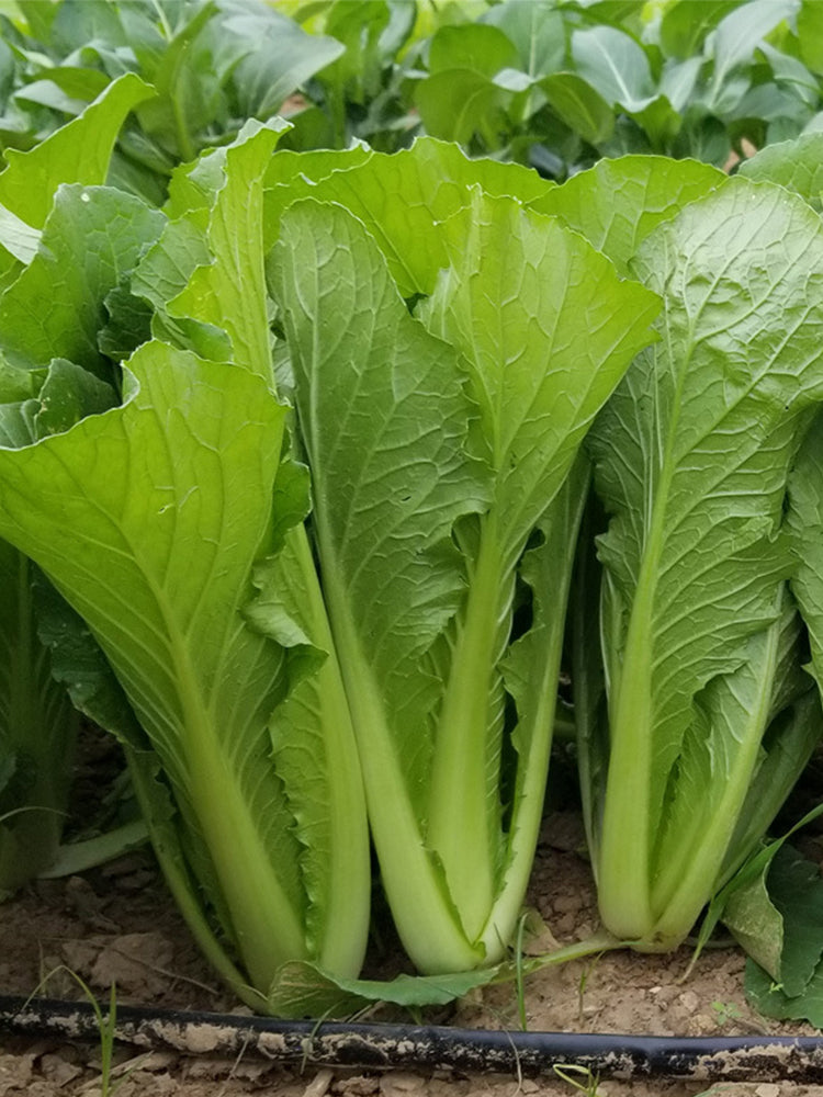Emerald Green Baby Bok Choy