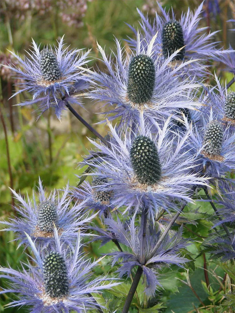Alpine Eryngo (Eryngium Alpinum)