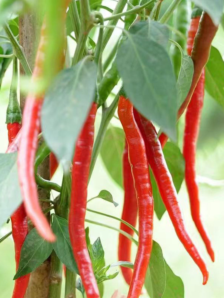 Erjingtiao Pepper