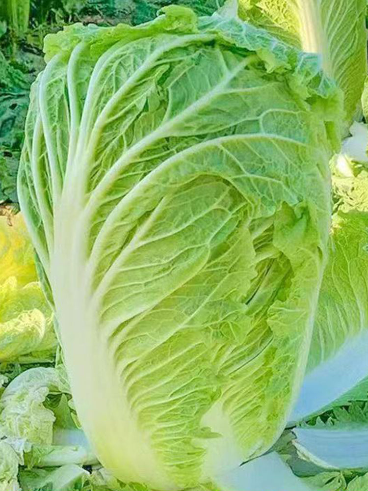 Fengkang 90 Chinese Cabbage