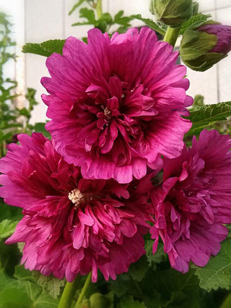 Lilac Rose Hollyhock (Alcea rosea L.)
