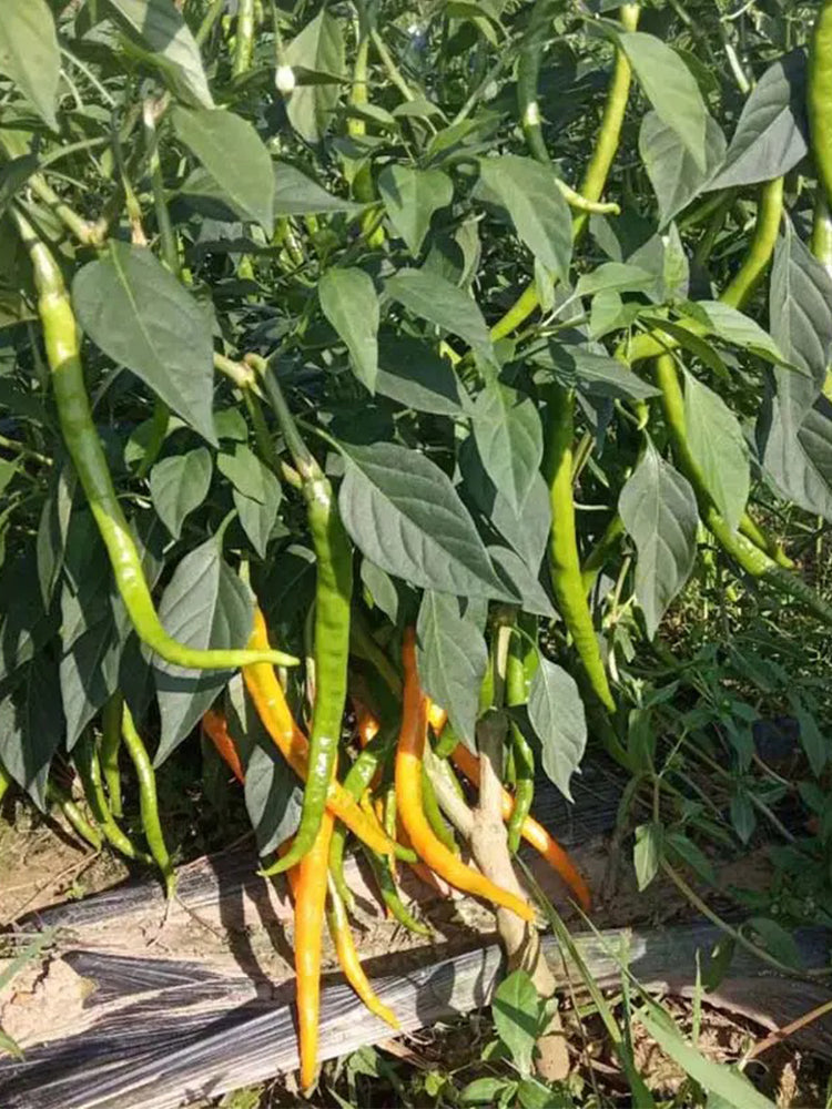 Huangdi Linear Chili Pepper