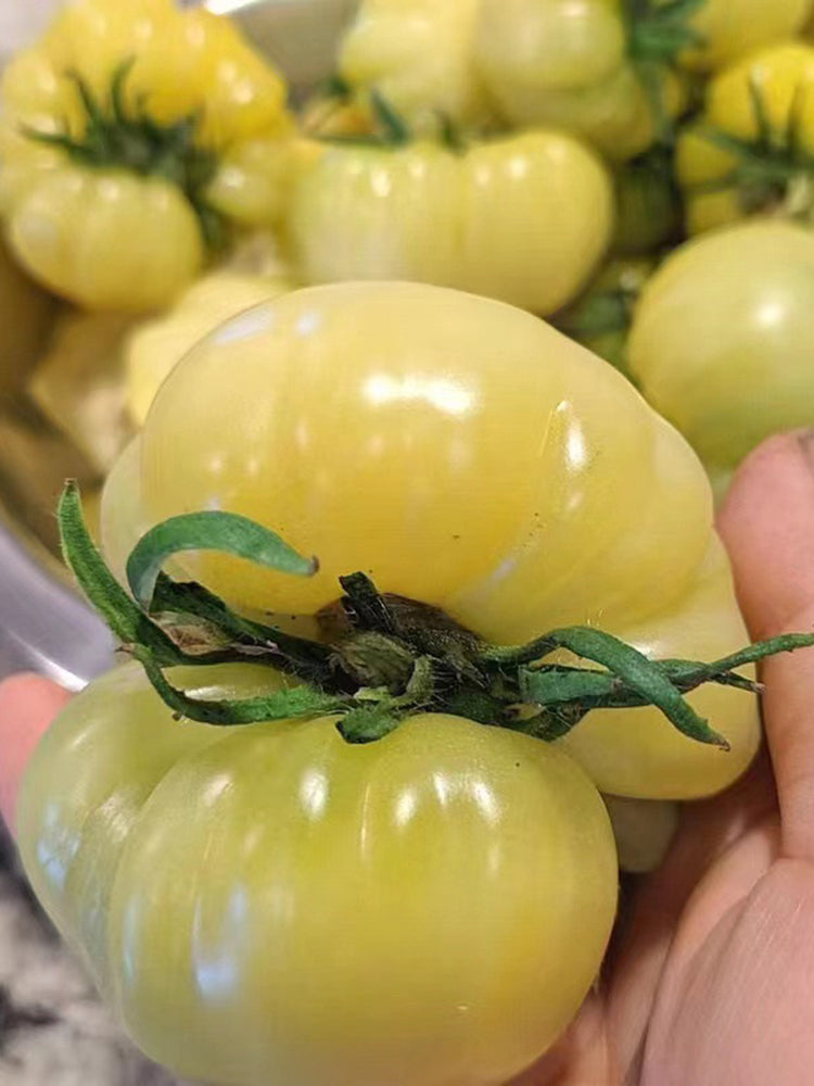 White Wax Tomato