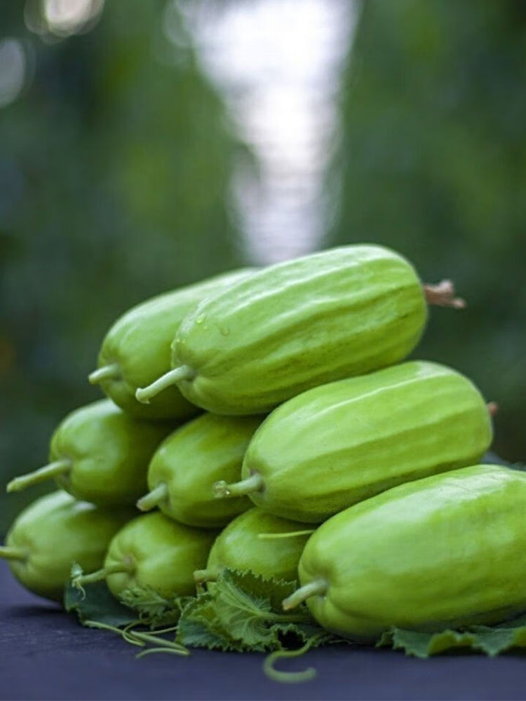 Yellow River' Chinese Vegetable Melons