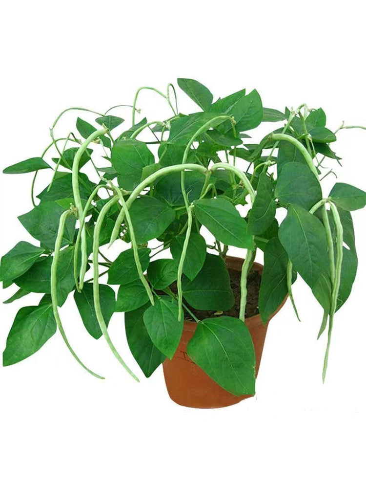No Trellis Required Yardlong Beans