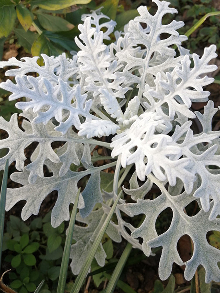 Silver Ragwort (Jacobaea maritima)