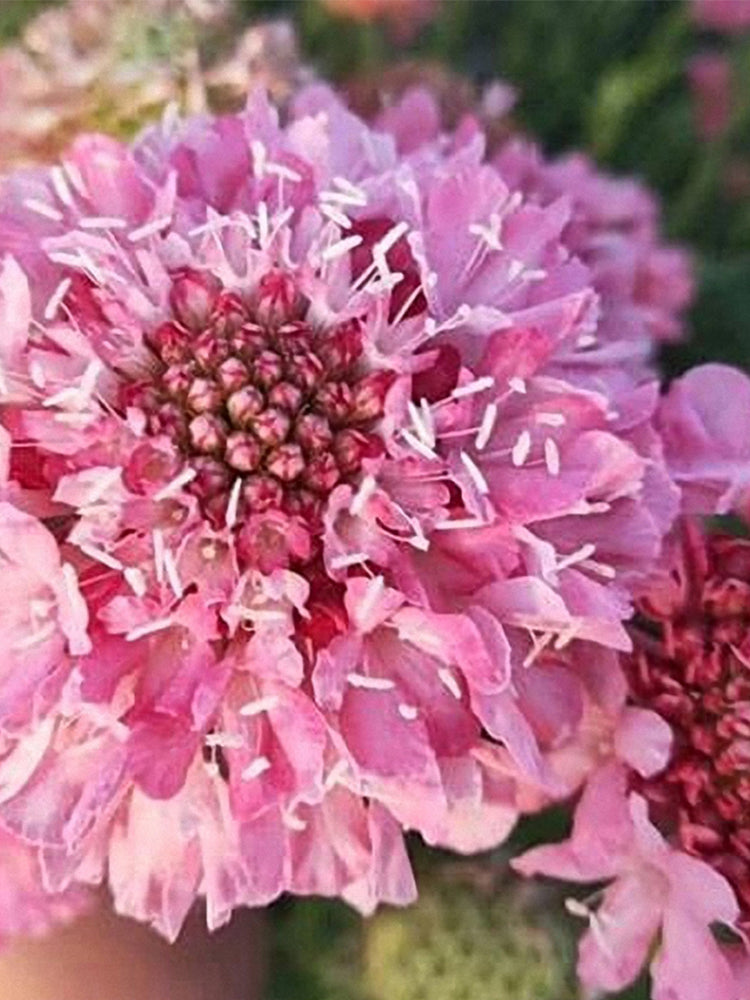 Purple-red Pincushion Flower (Scabiosa atropurpurea)