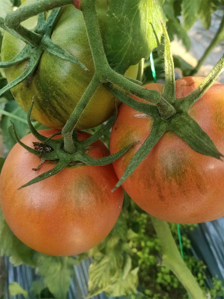 Yashu No.11 Tomato