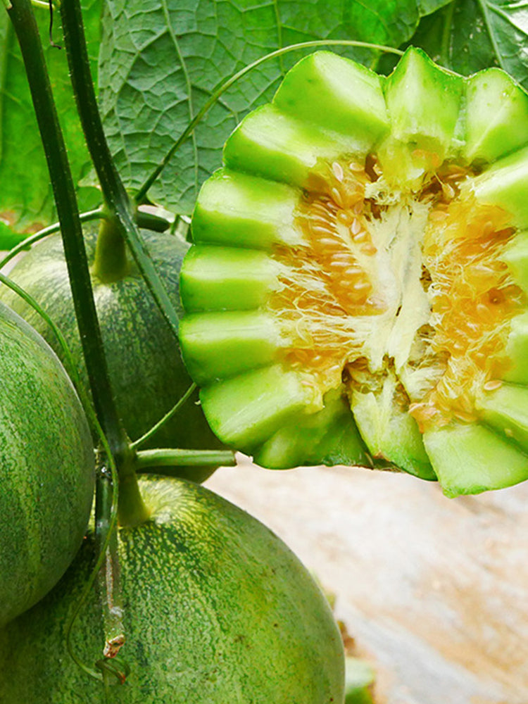 Emerald Sweet Melon