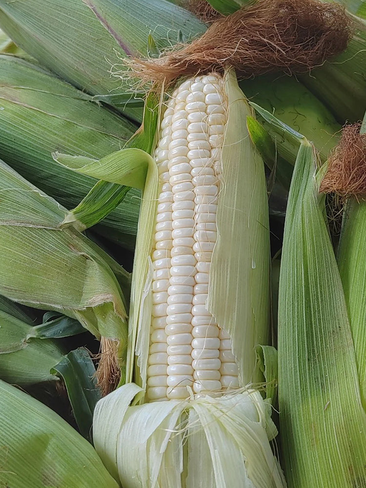 Jingkenuo 2000E Corn