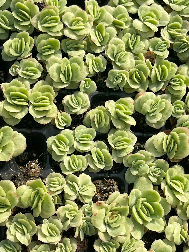 Echeveria 'Pinkola'