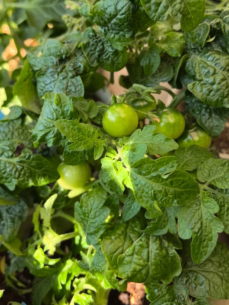 Siberian Mini Greenhouse Tomato