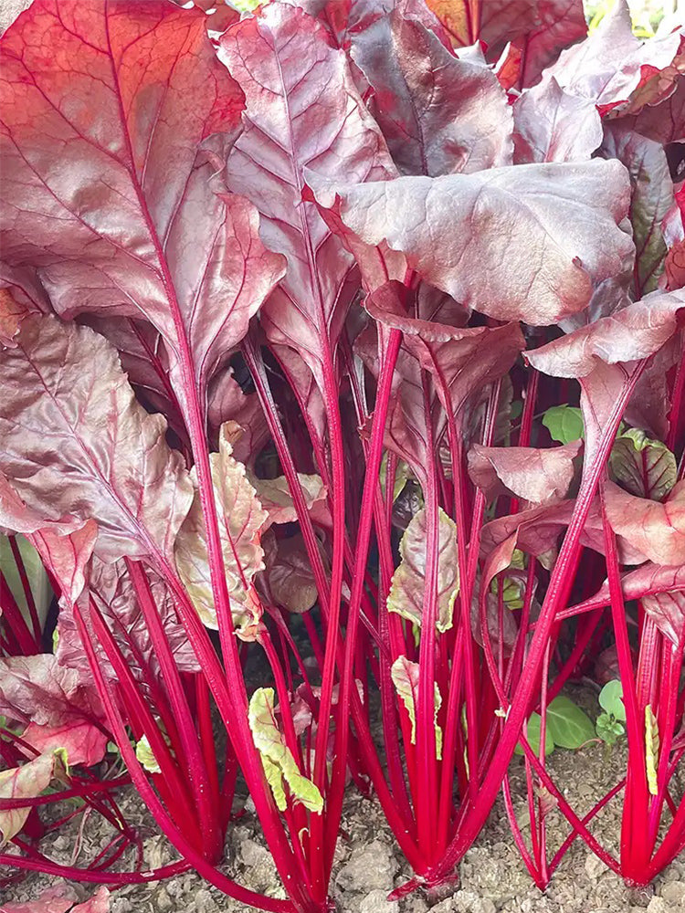 Red Swiss Chard