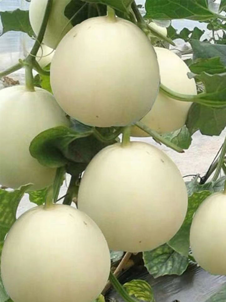 Baisha Honey Melon