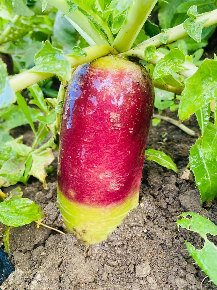 Ice Cream Radish