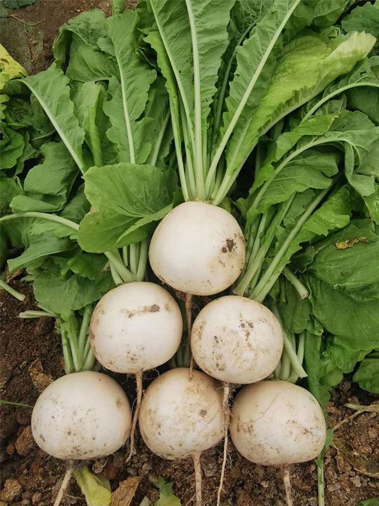 Large Round White Radish F1