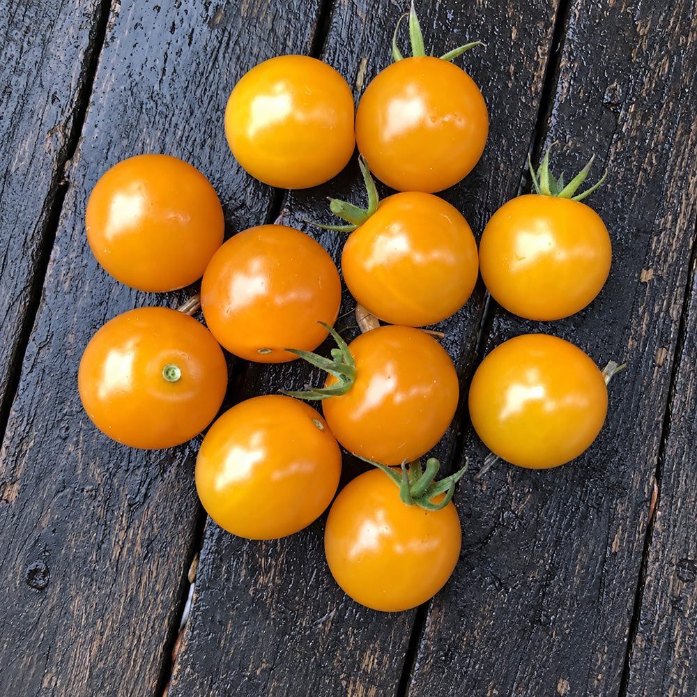 245 Sirja's Love Tomato