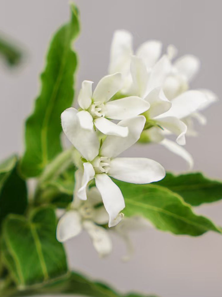 White Tweedia