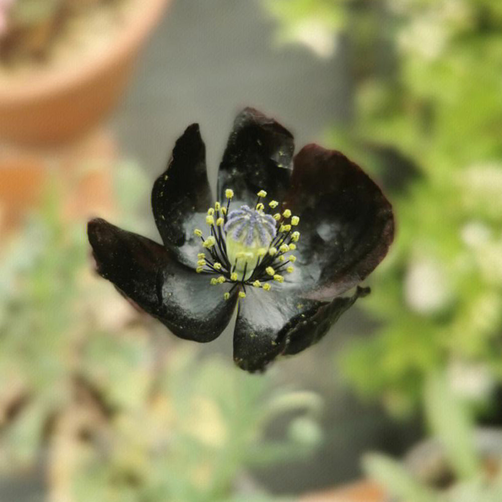 50 Seeds of Corn Poppy ‘Black Magic’