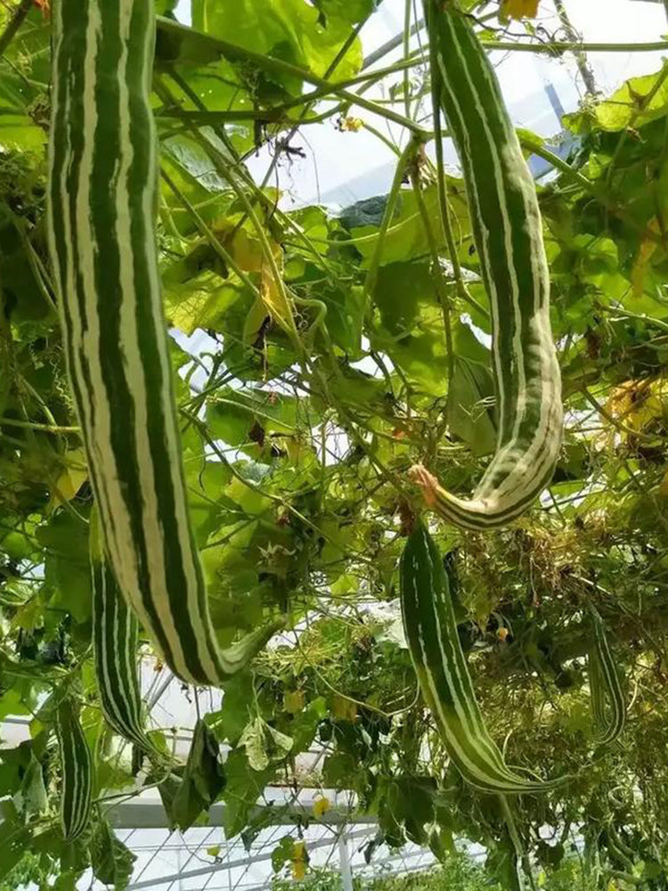 Argentina Snake Gourd