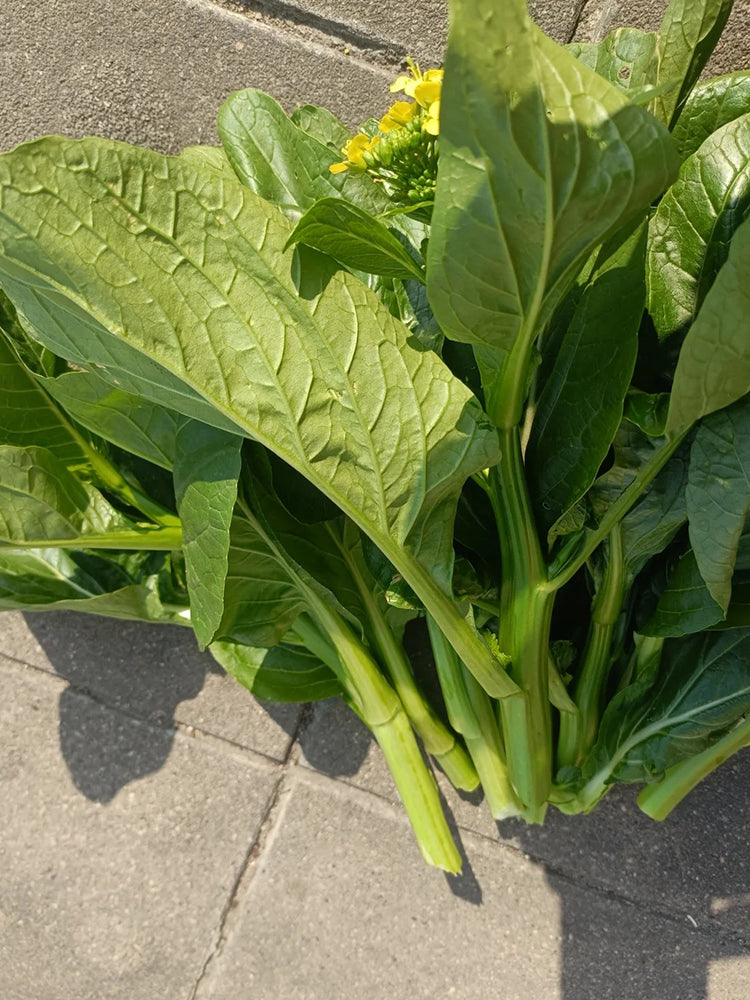 Sijiu Yellow-leaf Choy Sum