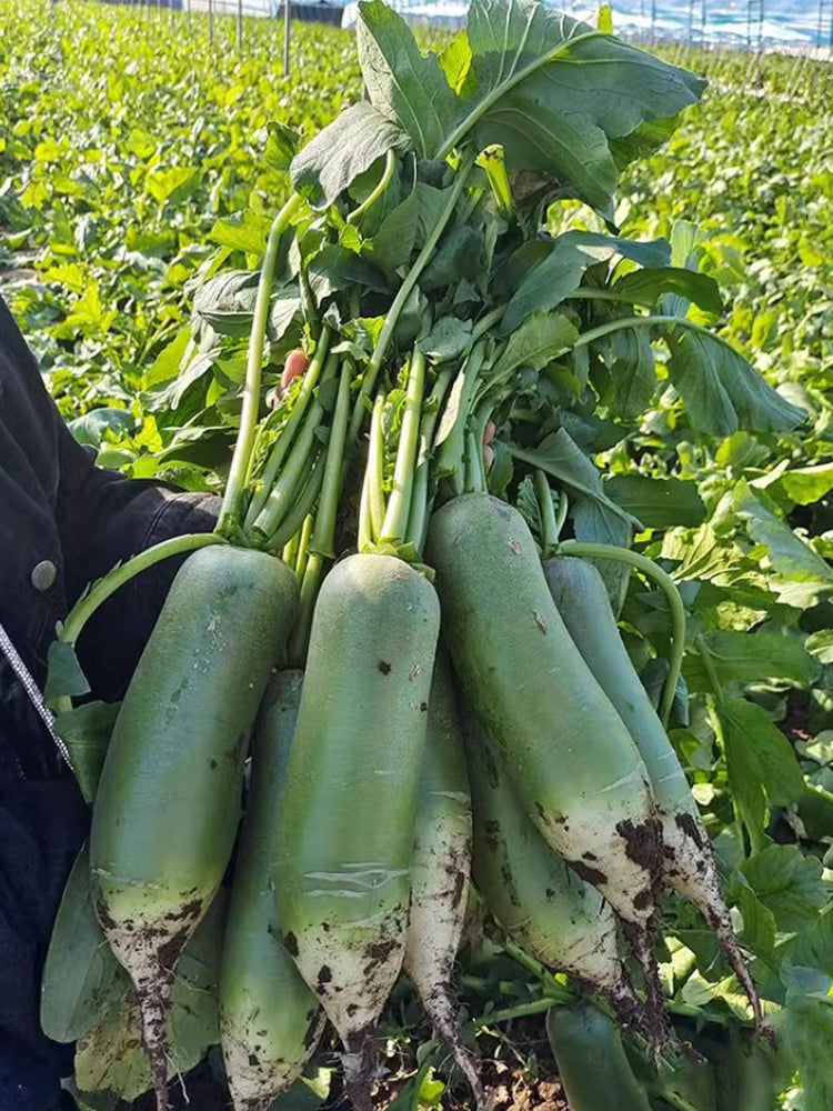 Chinese Green Radishs