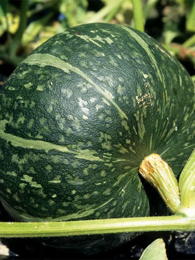 Chinese Pumpkin
