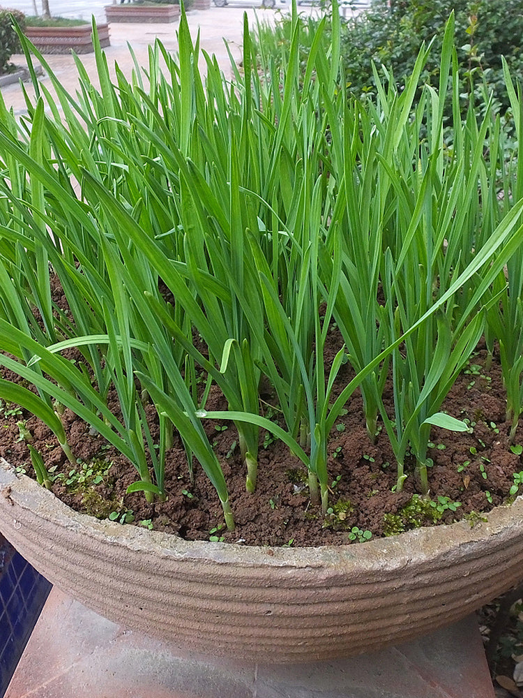 HUAJUN Bonsai Chinese Chives