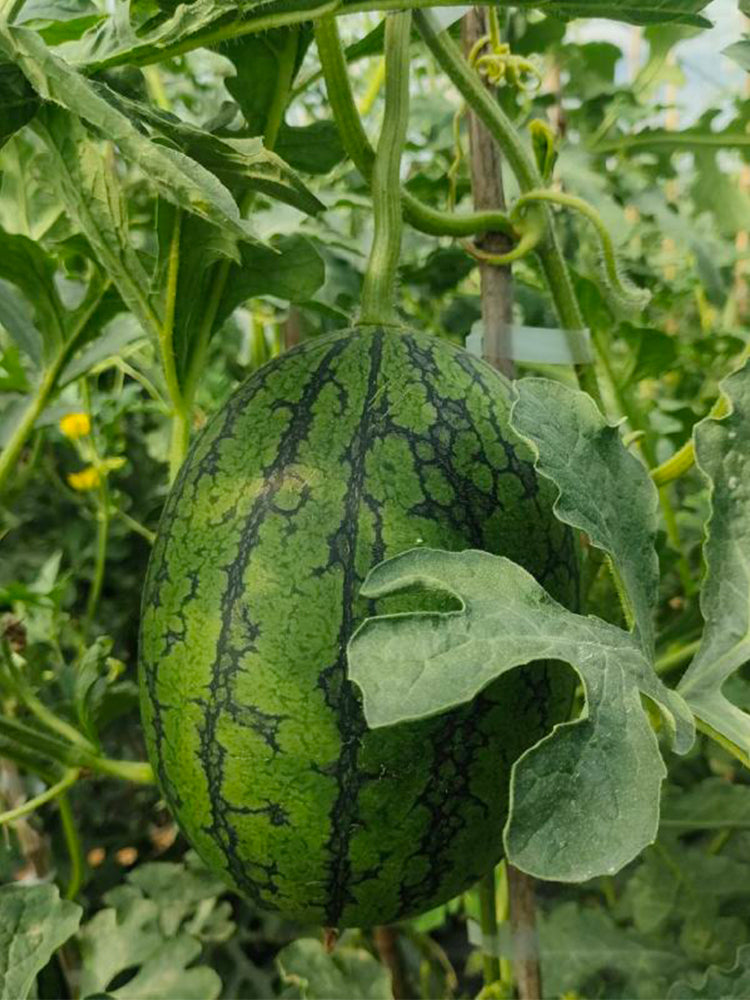 "Meihui 007" Watermelons