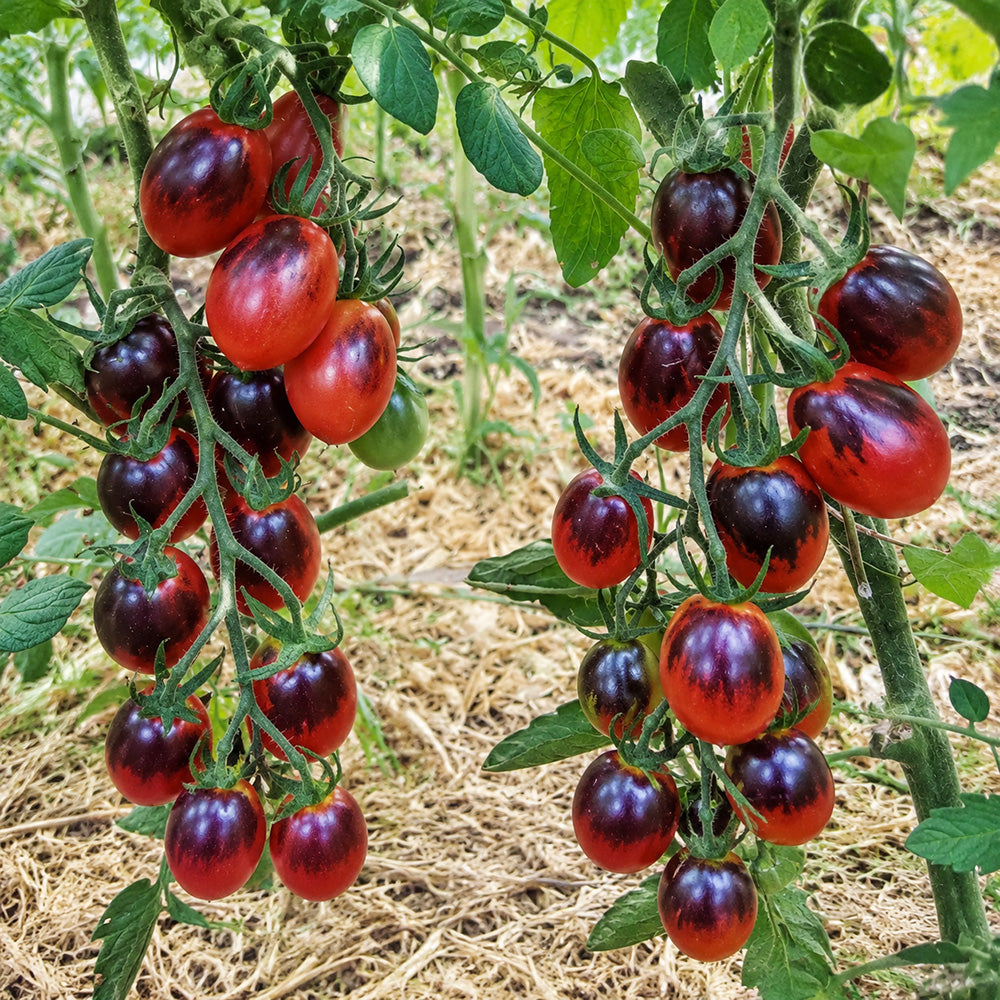 119 Indigo Ruby Tomato