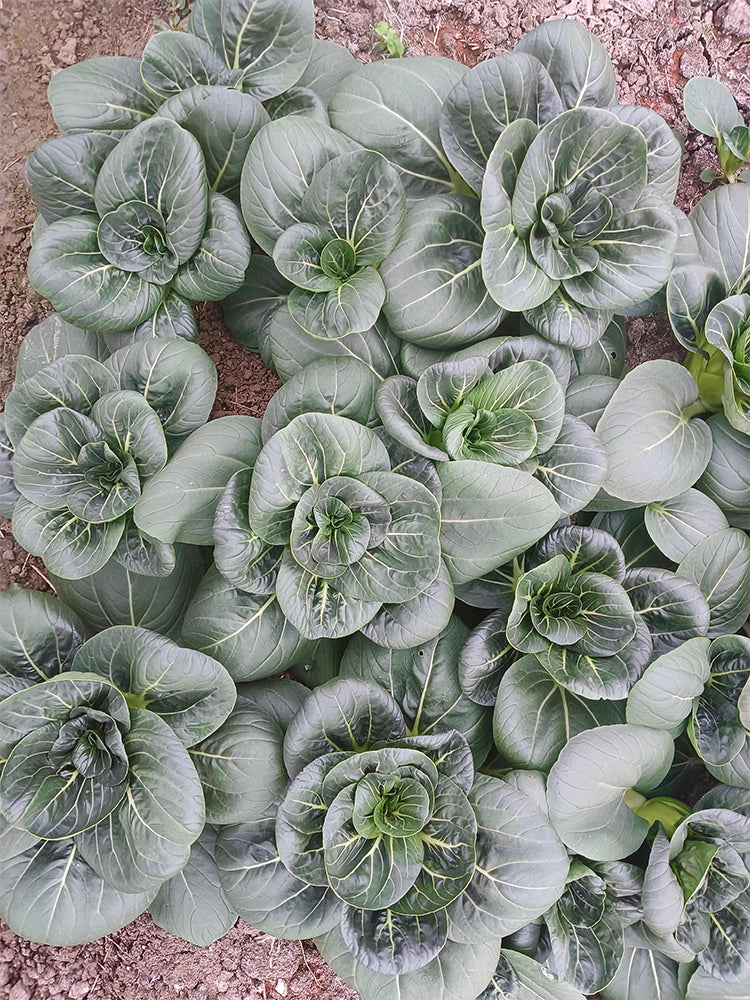 'Aijiaoqing' Bok Choy
